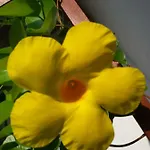 Magitti