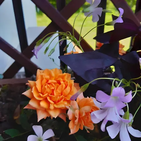 Magitti 네그라르